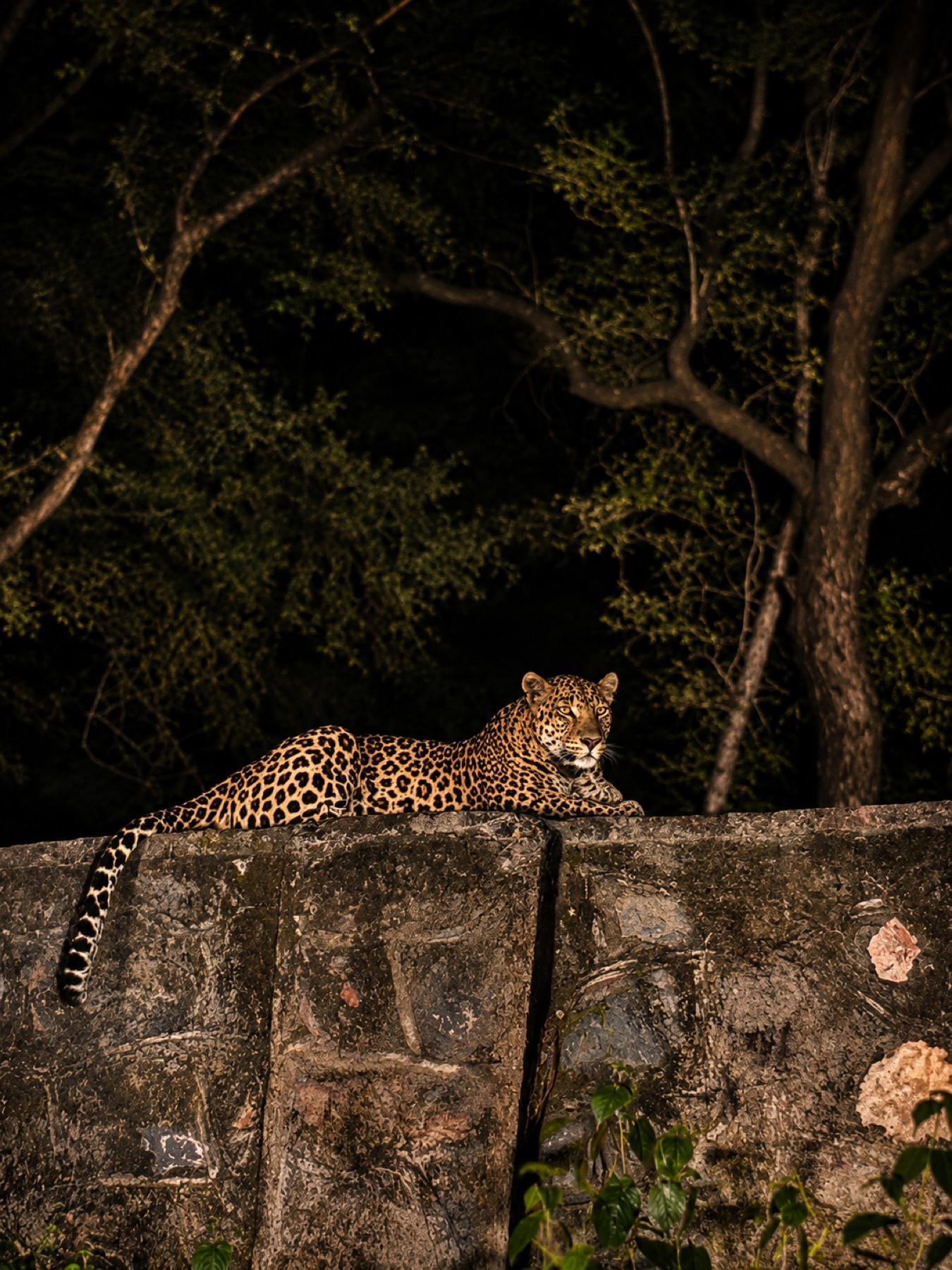 Leopard resting on an old stone wall at night