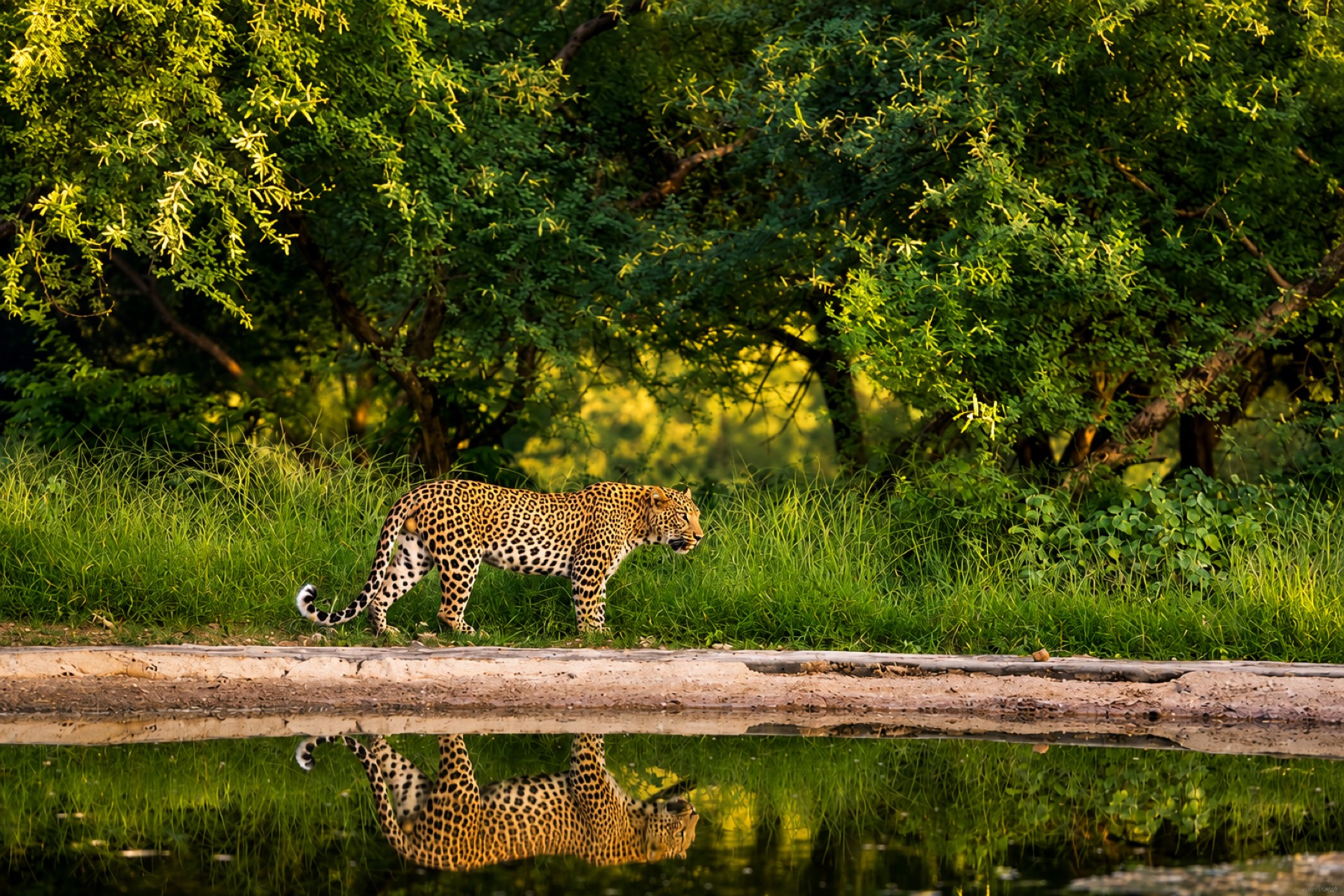 Leopard mirrored in a waterhole at golden hour